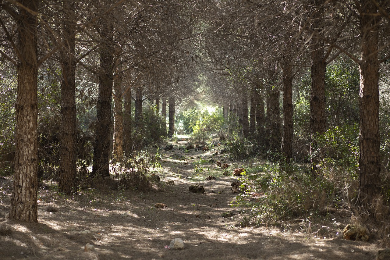 Forest path